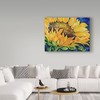 Trademark Fine Art Marcia Baldwin 'Sunflower September' Canvas Art, 24x32 ALI34647-C2432GG